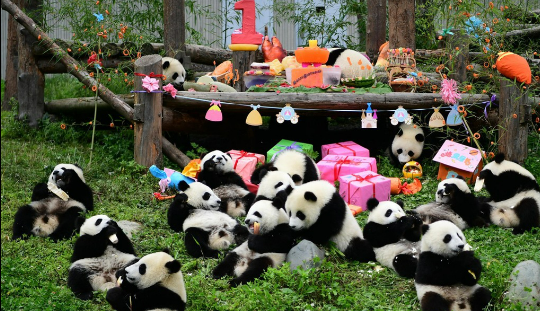 Chengdu Research Base of Giant Panda